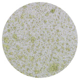 Load image into Gallery viewer, Nuvo Mica Mist Nuvo - Mica Mist - Wild Olive - 566N